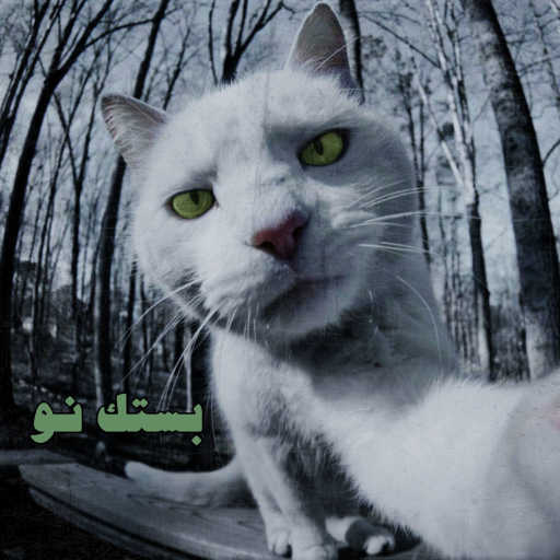 كلمات اغنية شاهين – بستك ناو مكتوبة