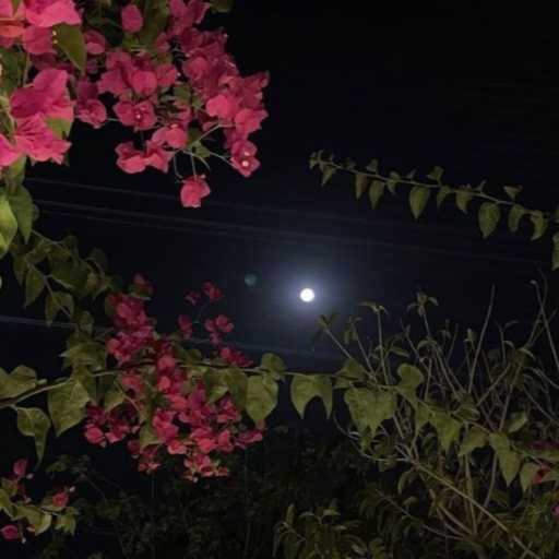 كلمات اغنية نجلاء – ميكس ناري تقيد مكتوبة