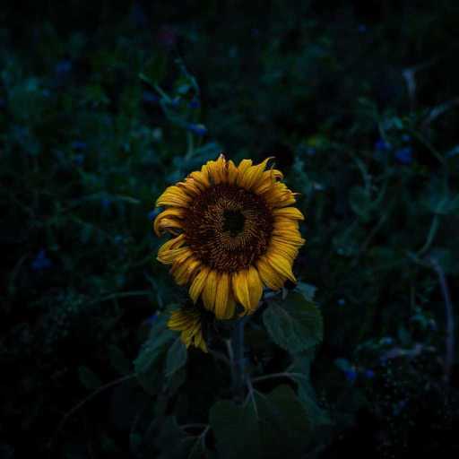 كلمات اغنية علاء | alaa – شاب بعمر الورد مكتوبة